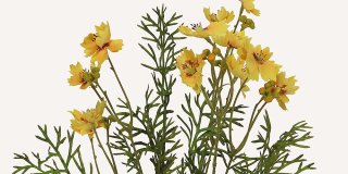 En närbild på tre konstgjorda gula gesajg blommor med flikiga kronblad och mörkare mitt, omgivna av smala gröna blad.