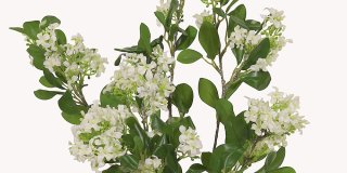 En närbild på tre konstgjorda jasminblommor i klasar med små vita blommor och glänsande gröna blad på smala stjälkar.