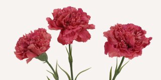 Tre konstgjorda nejlikor i en djup rosa färg med fransiga kronblad och gröna blad.