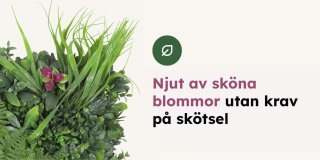 Grön växtvägg med små blommor med mörkröda nästan lila blad