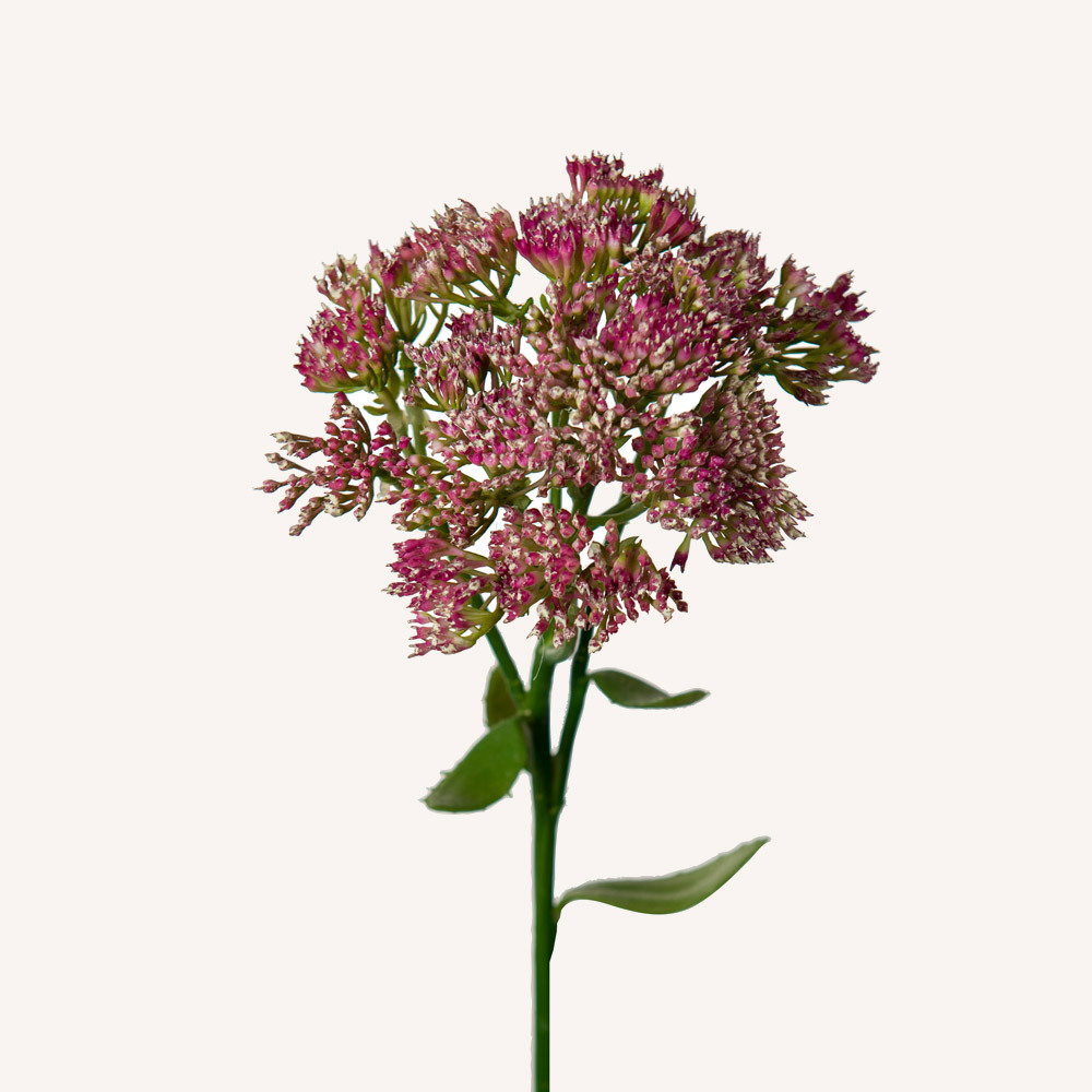 En elegant Kärleksört lila, Konstgjord kärleksört 50 cm hög med naturligt utseende och känsla. Detaljerad utformning med realistiskt bladverk. 