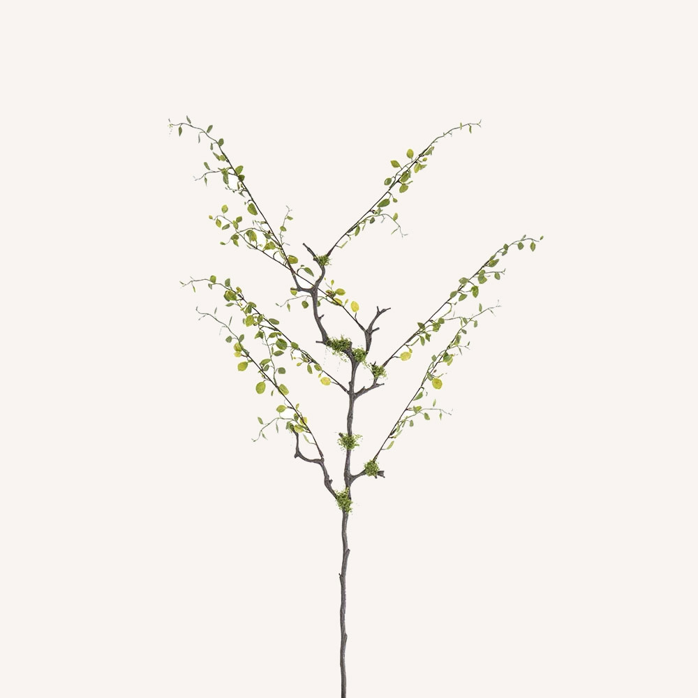 En elegant Muehlenbeckia grön, Konstgjord muehlenbeckia 80 cm hög med naturligt utseende och känsla. Detaljerad utformning med realistiskt bladverk. 