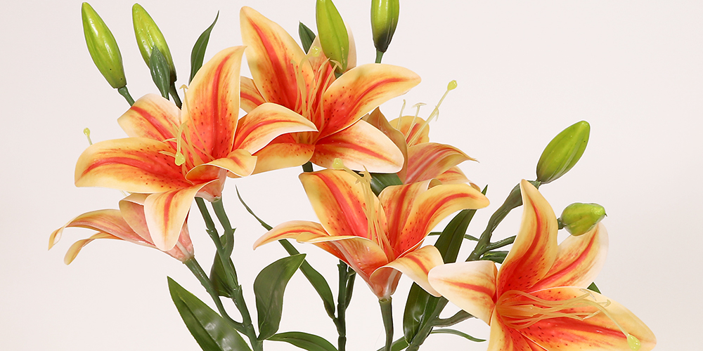 En närbild på en samling av livfulla orange och gula liljor med gröna knoppar mot en enkel, ljus bakgrund. Liljorna har framträdande ståndare och fläckiga kronblad.