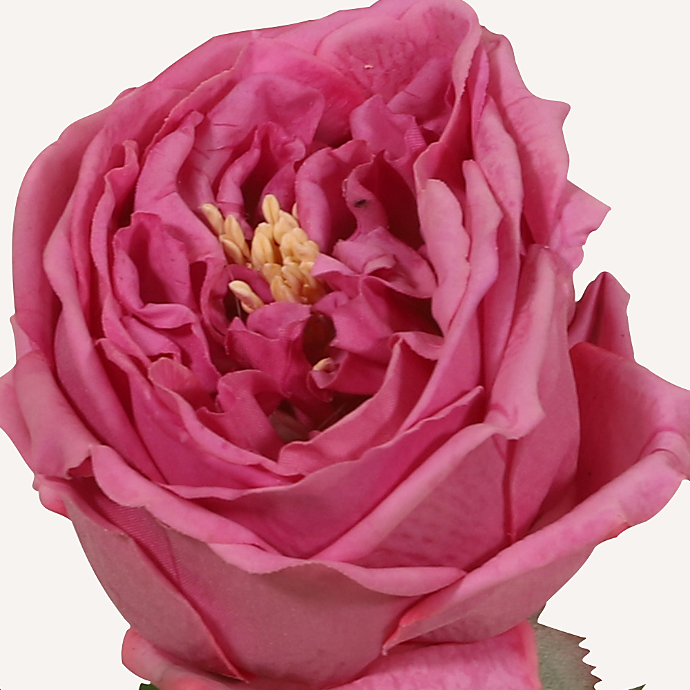 En elegant Ros lila Eden, Konstgjord ros 45 cm hög med naturligt utseende och känsla. Detaljerad utformning med realistiskt bladverk. 1