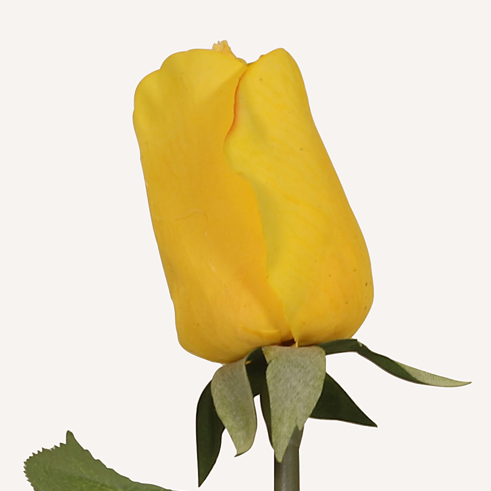 En elegant Rosknopp gul Love, Konstgjord ros 53 cm hög med naturligt utseende och känsla. Detaljerad utformning med realistiskt bladverk. 1