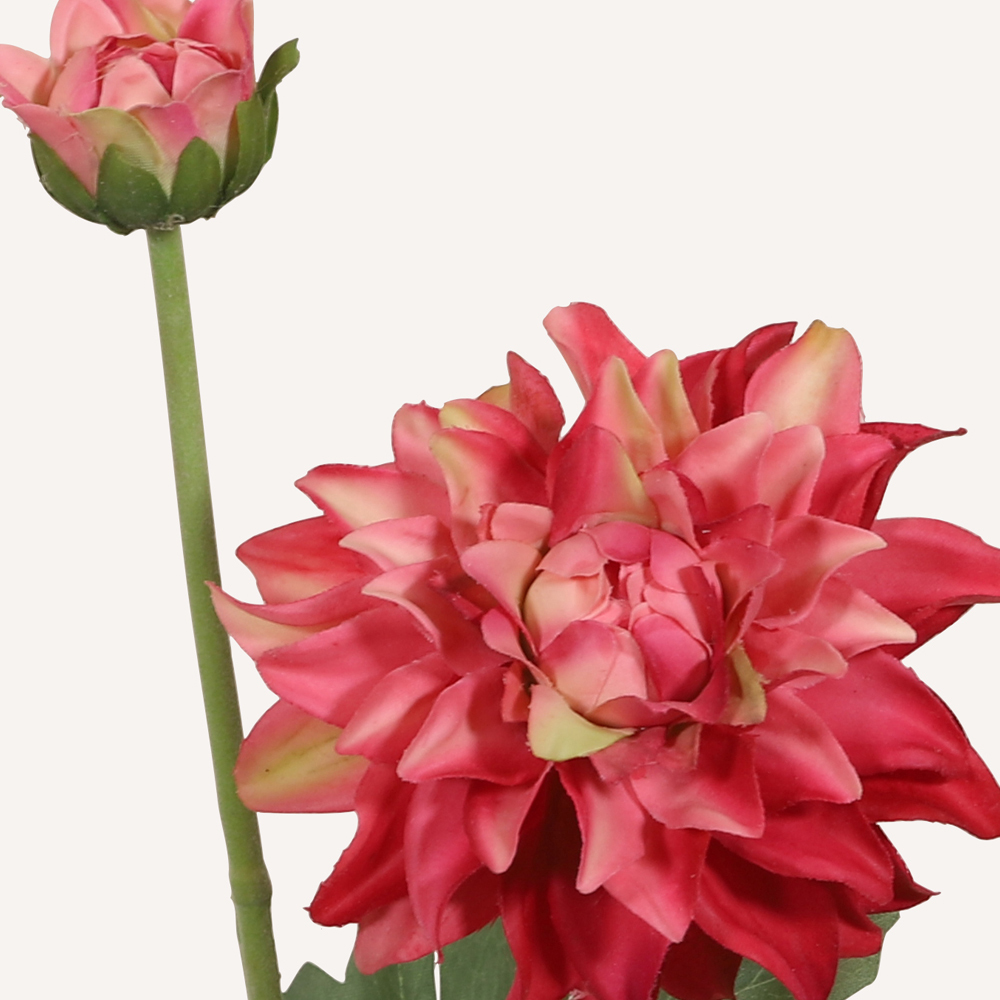 En elegant Dahlia rosa melerad Vincente, Konstgjord dahlia 56 cm hög 2 blommor med naturligt utseende och känsla. Detaljerad utformning med realistiskt bladverk. 