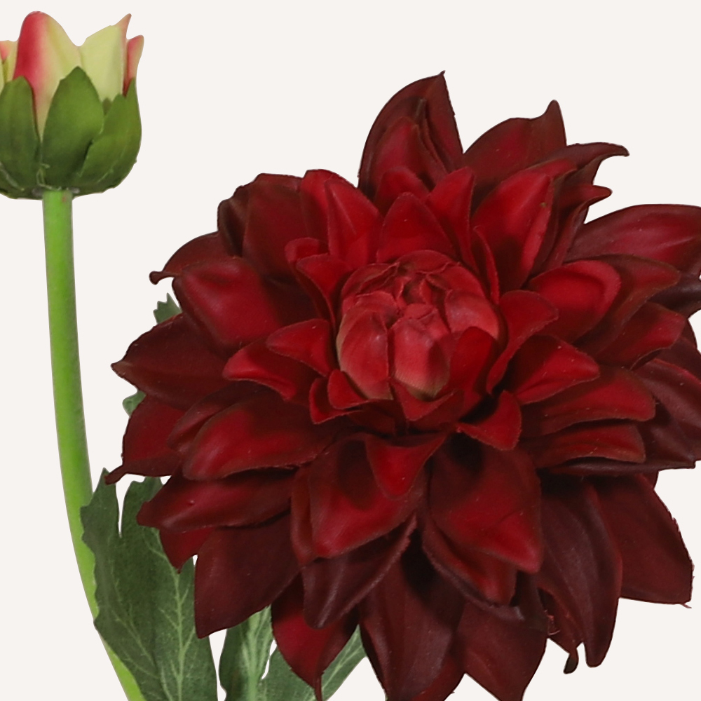 En elegant Dahlia vinröd Vincente, Konstgjord dahlia 56 cm hög 2 blommor med naturligt utseende och känsla. Detaljerad utformning med realistiskt bladverk. 1