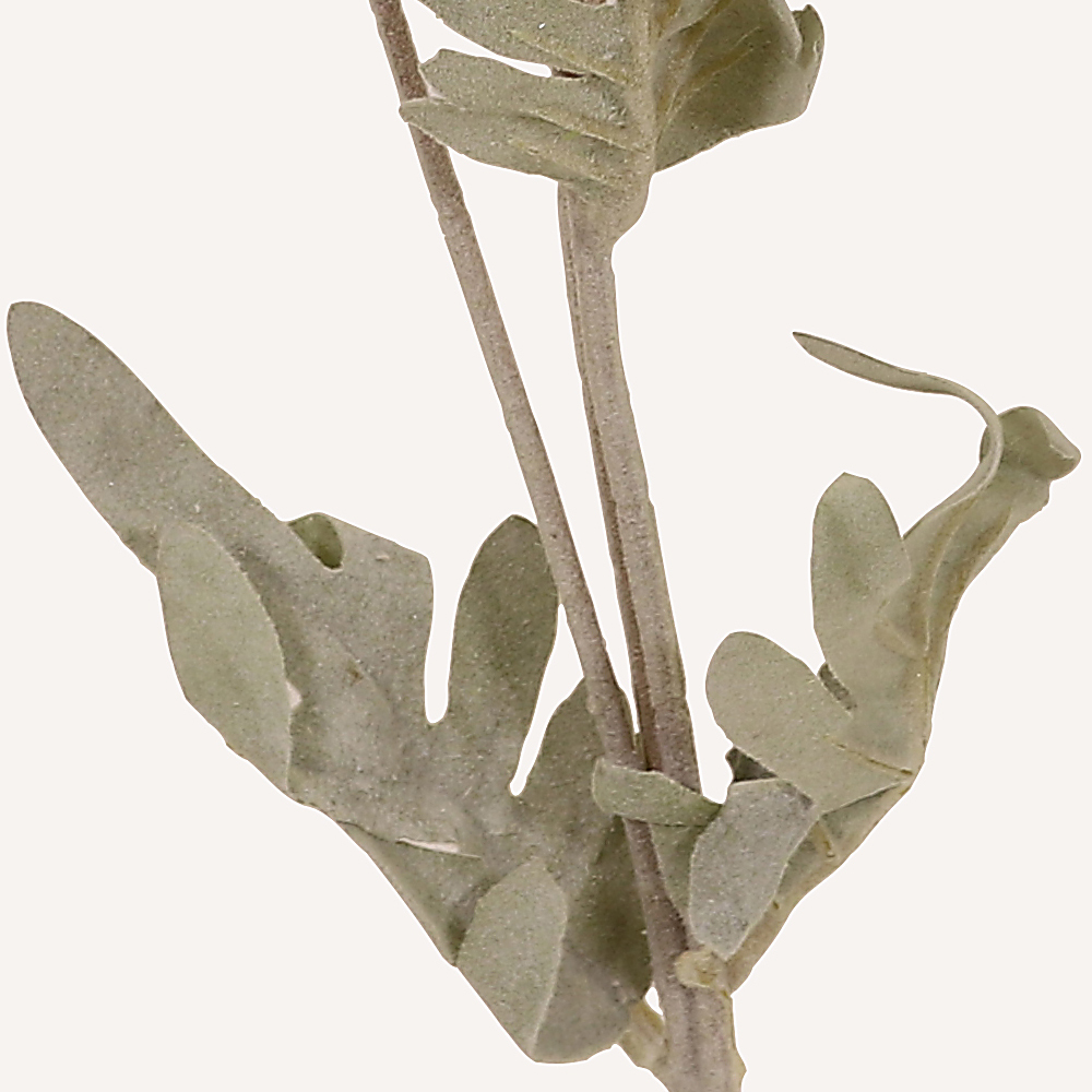 En elegant Krysantemum champagne Shungi, Konstgjord krysantemum 72 cm hög 3 blommor med naturligt utseende och känsla. Detaljerad utformning med realistiskt bladverk. 