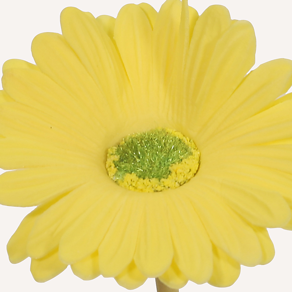 En elegant Gerbera gul Astrid, Konstgjord gerbera 38 cm hög med naturligt utseende och känsla. Detaljerad utformning med realistiskt bladverk. 1