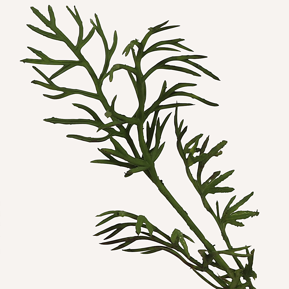 En elegant Gesang gul Lhasa, Konstgjord gesang flower 46 cm hög med naturligt utseende och känsla. Detaljerad utformning med realistiskt bladverk. 