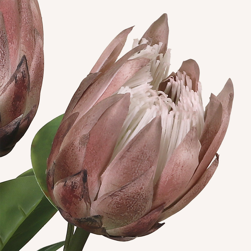 En elegant King Protea beige Cynara, Konstgjord King Protea 67 cm hög med naturligt utseende och känsla. Detaljerad utformning med realistiskt bladverk. 