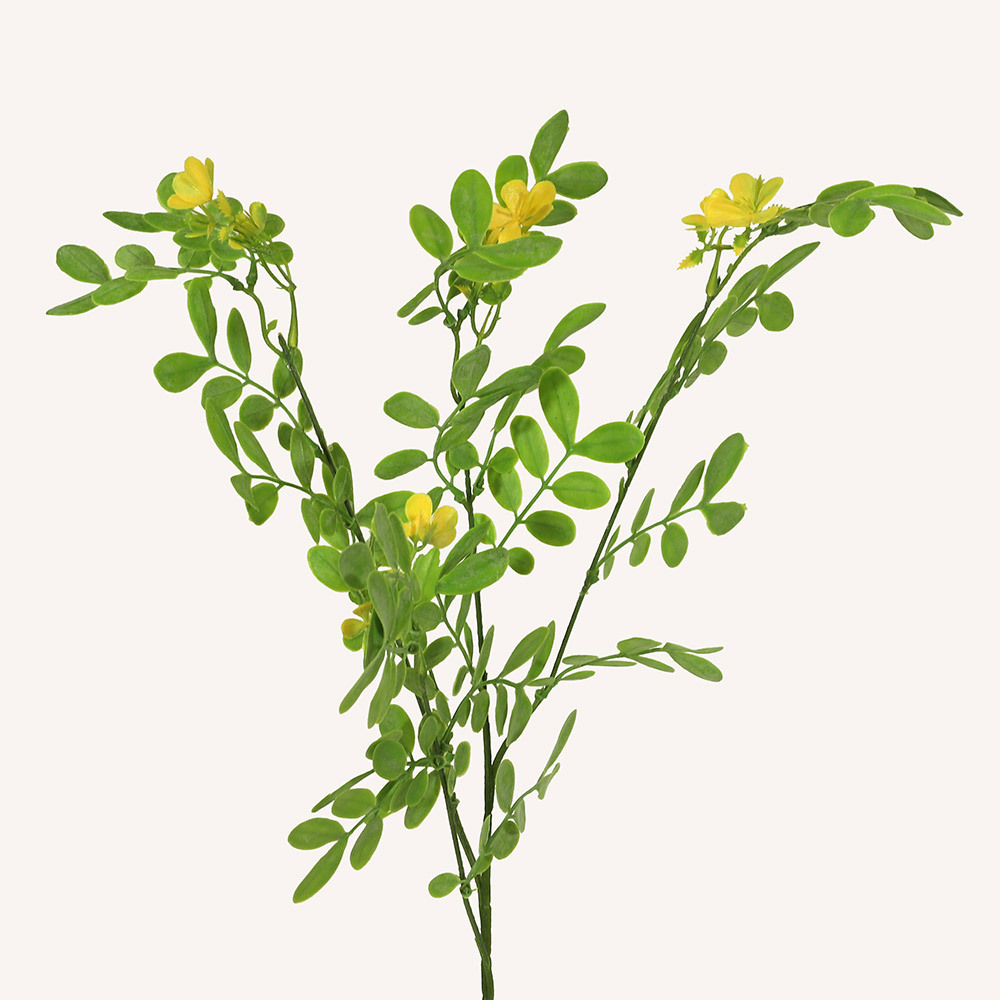 En elegant Sophorae gul snittgrönt, Konstgjord sophorae snittgrönt 80 cm hög med naturligt utseende och känsla. Detaljerad utformning med realistiskt bladverk. 